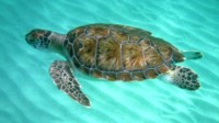 TUI Cruises Angebote mit 100 € Bordguthaben TUI Cruises Angebote mit 100 € Bordguthaben